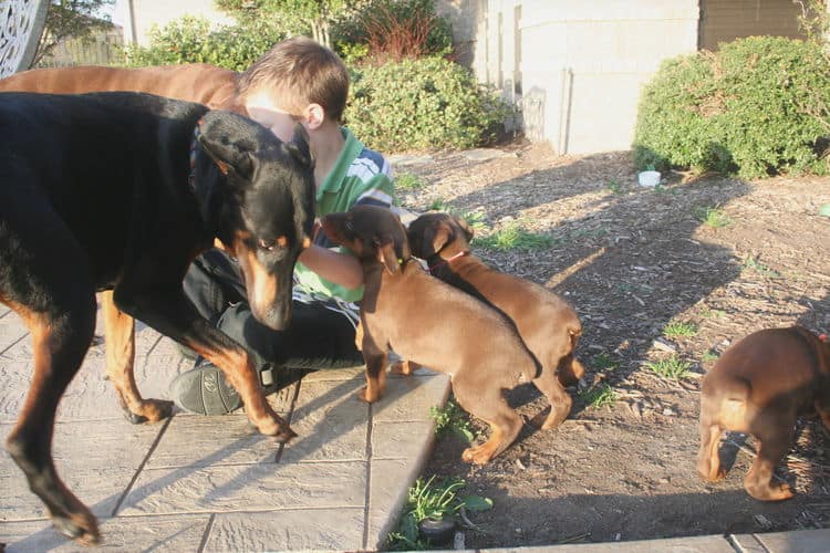 red and rust dobie pups playing