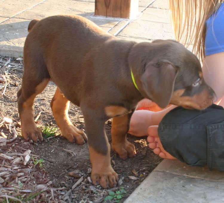 red male dobe pup