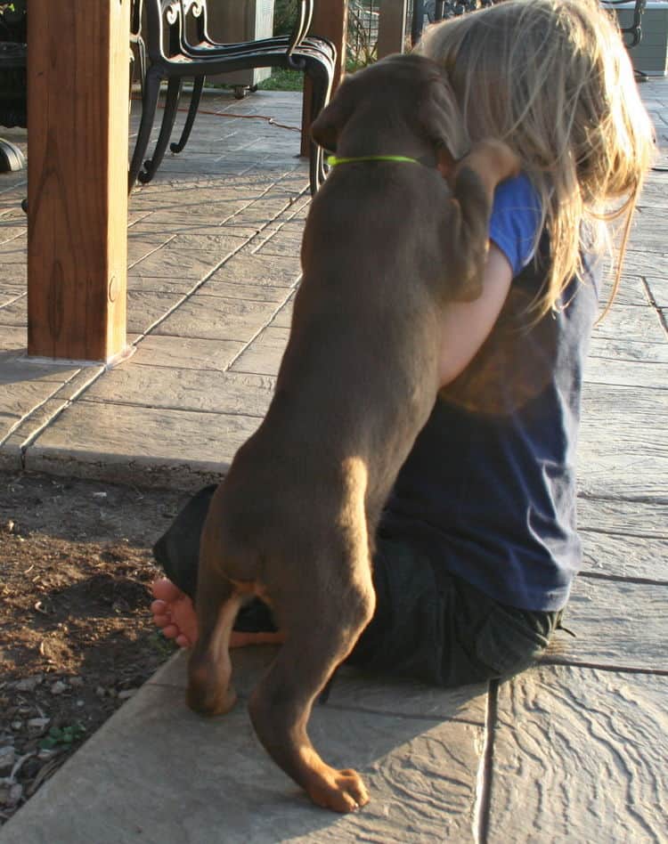 red and rust dobie pups playing