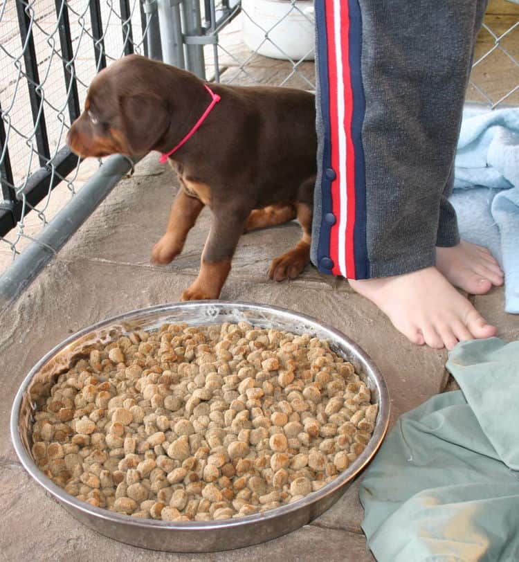 young doberman puppies eating food for first time