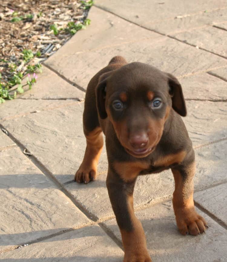 red female dobe pup playing outside