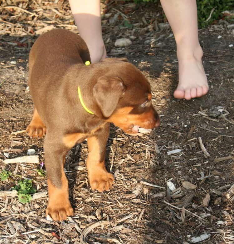 red male dobe pup playing outside