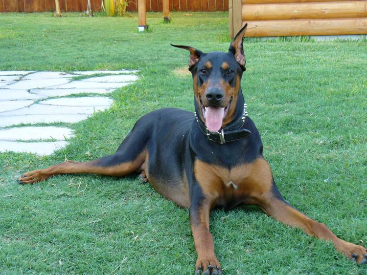 Doberman male