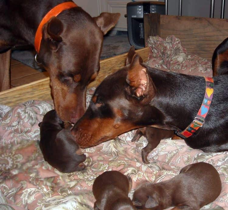red and rust father of doberman pups helps clean puppies