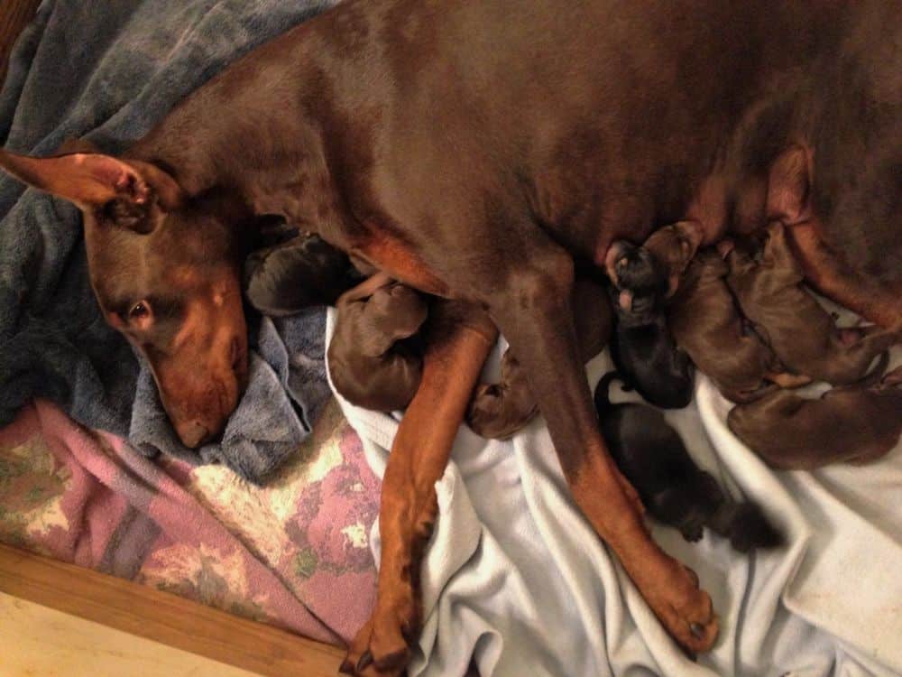 red and rust female mother dobe with new born puppies