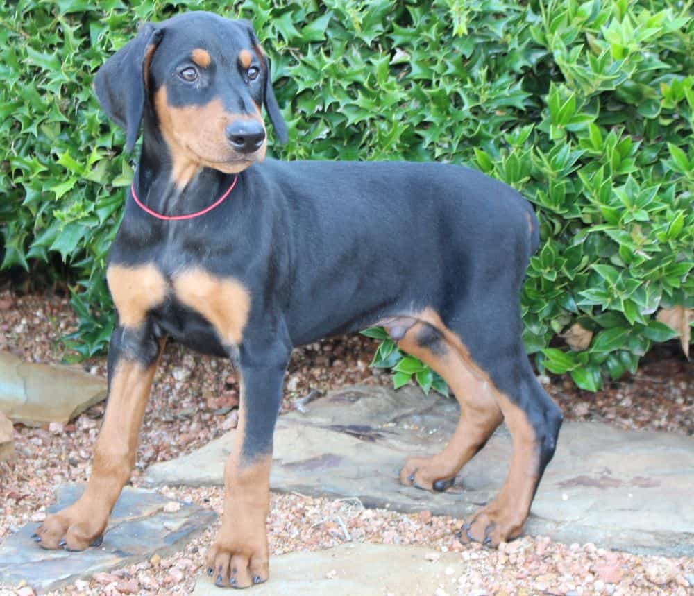 black and rust male Doberman Pinscher puppy