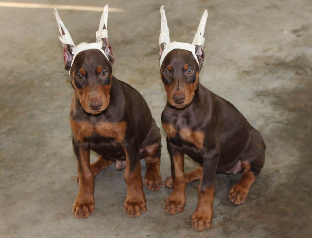 red and rust female and male Doberman Pinscher puppies
