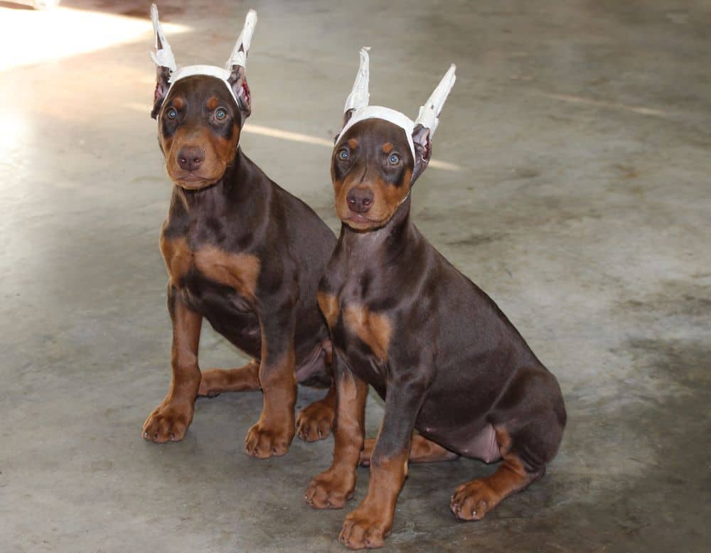 red and rust female and male Doberman Pinscher puppies