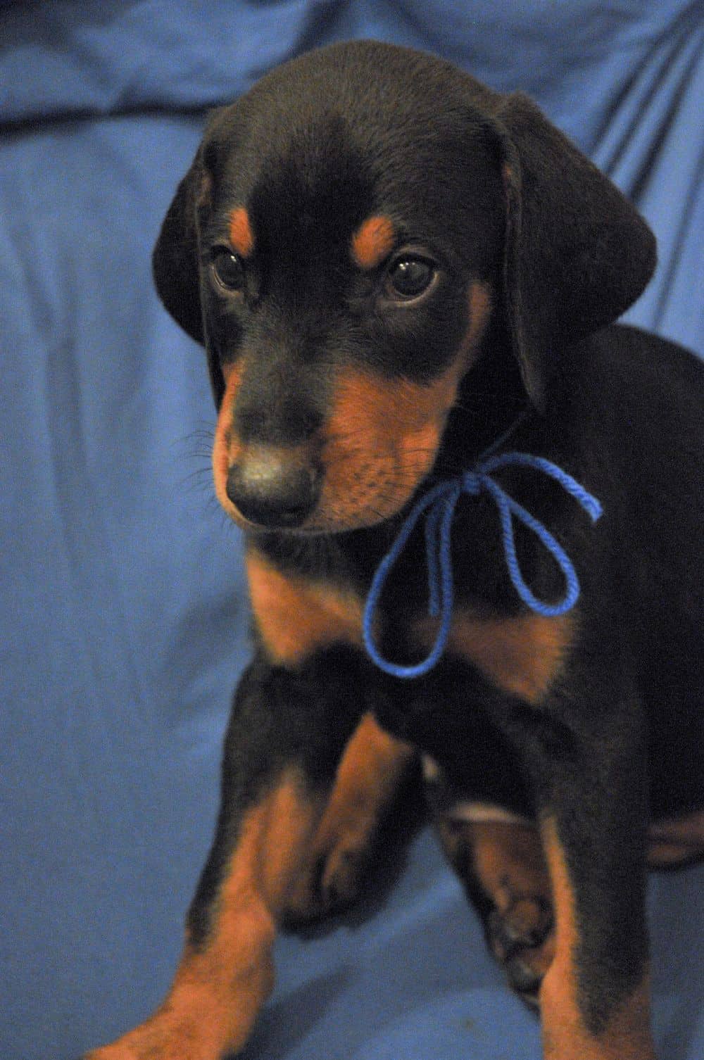 black and rust male Doberman Pinscher  puppy