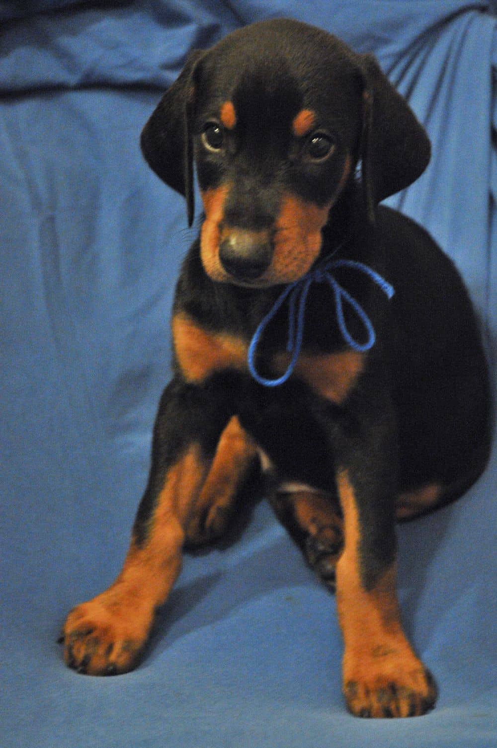 black and rust male Doberman Pinscher  puppy