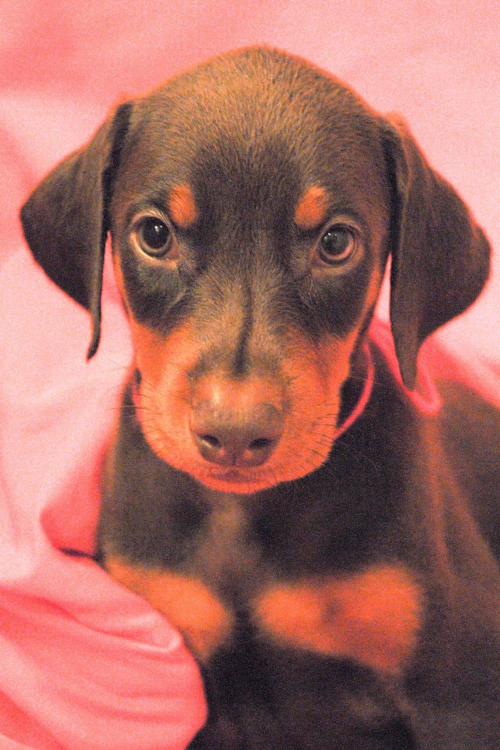 red and rust female Doberman Pinscher  puppy