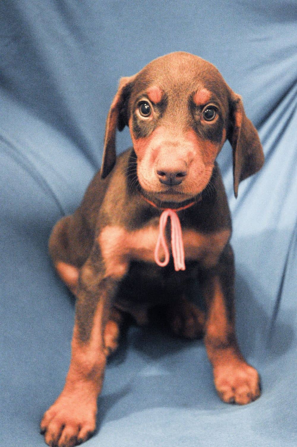 red and rust male Doberman Pinscher  puppy