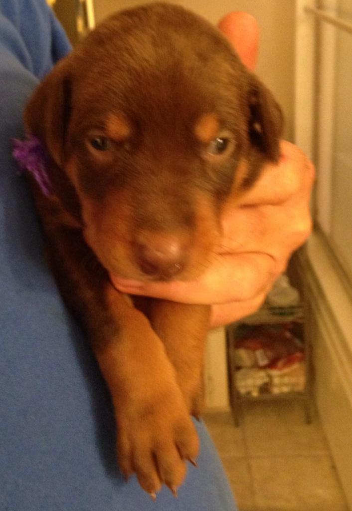 Red and rust female doberman puppy