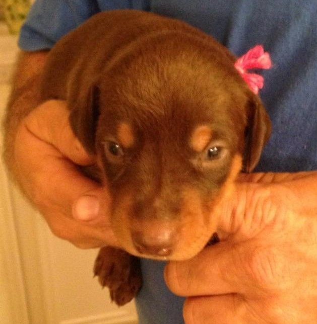 Red and rust female doberman puppy