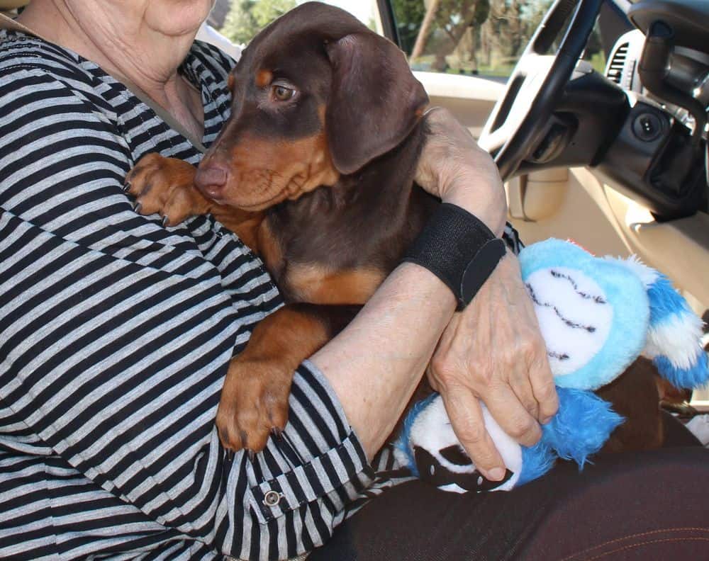 Doberman Pinscher  red and rust female pup with new owner